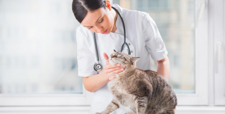 Закреп у кішки: симптоми, причини, лікування