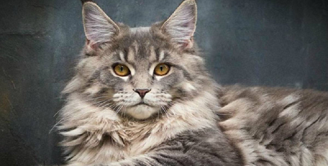 Догляд за мейн-куном