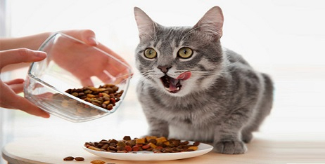 Ласощі для котів: які бувають і чим вони відрізняються?