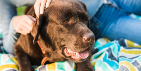Як правильно дістати кліща у собаки чи кота?