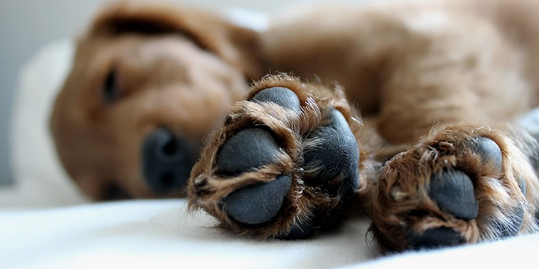 догляд за лапами собак