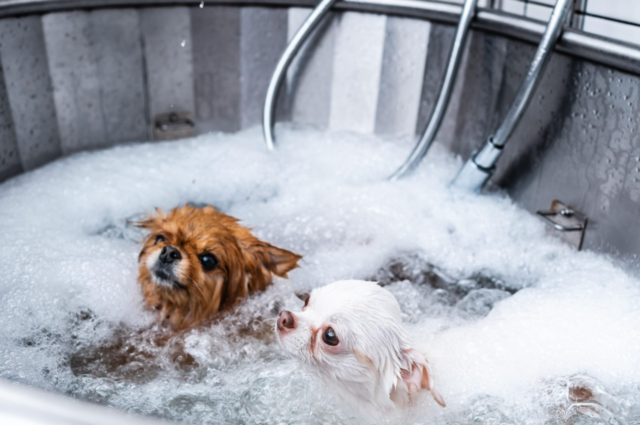 як часто мити собак