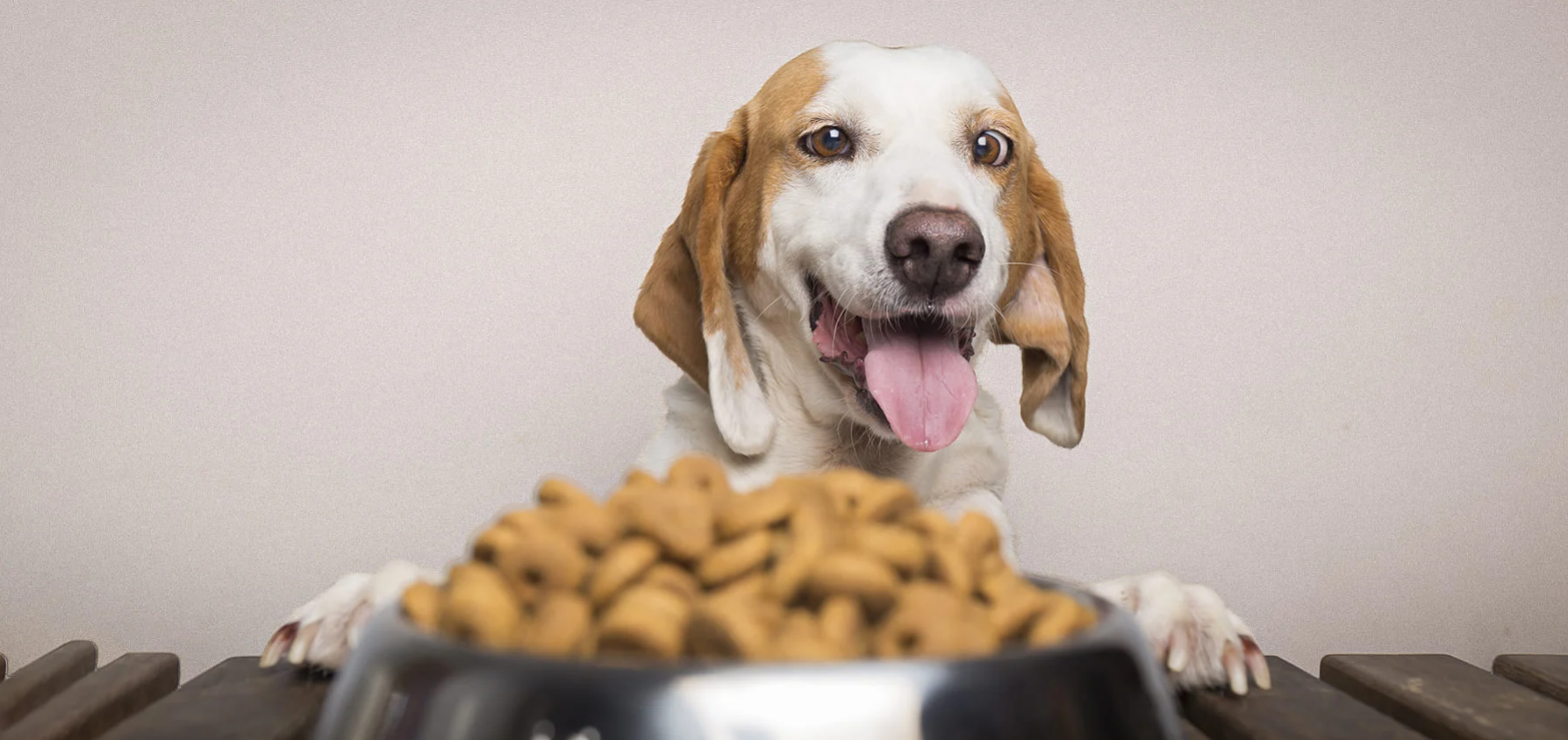 рейтинг кормів для собак супер преміумкласу