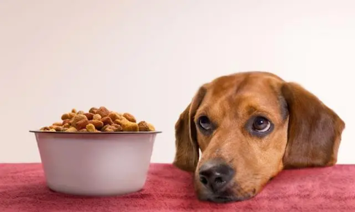 Удобство и регулярность с авто заказом BestPet