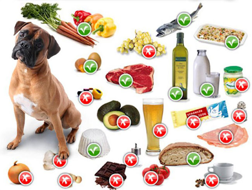 Какие продукты запрещено давать щенкам