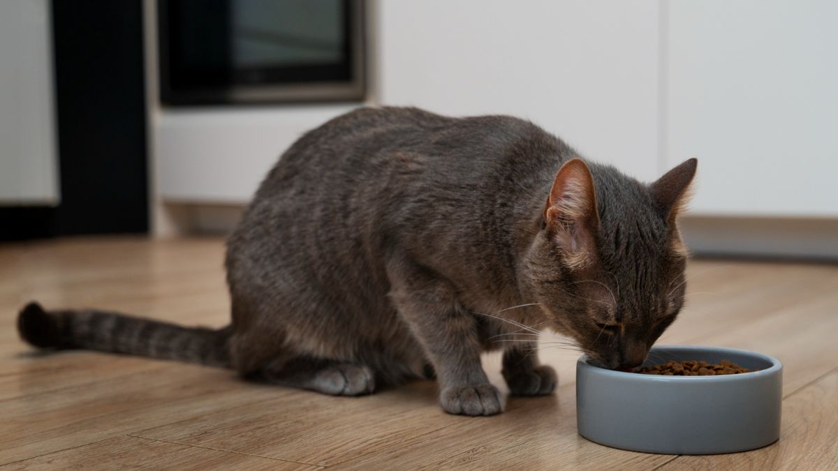 рейтинг кормів для котів супер преміумкласу