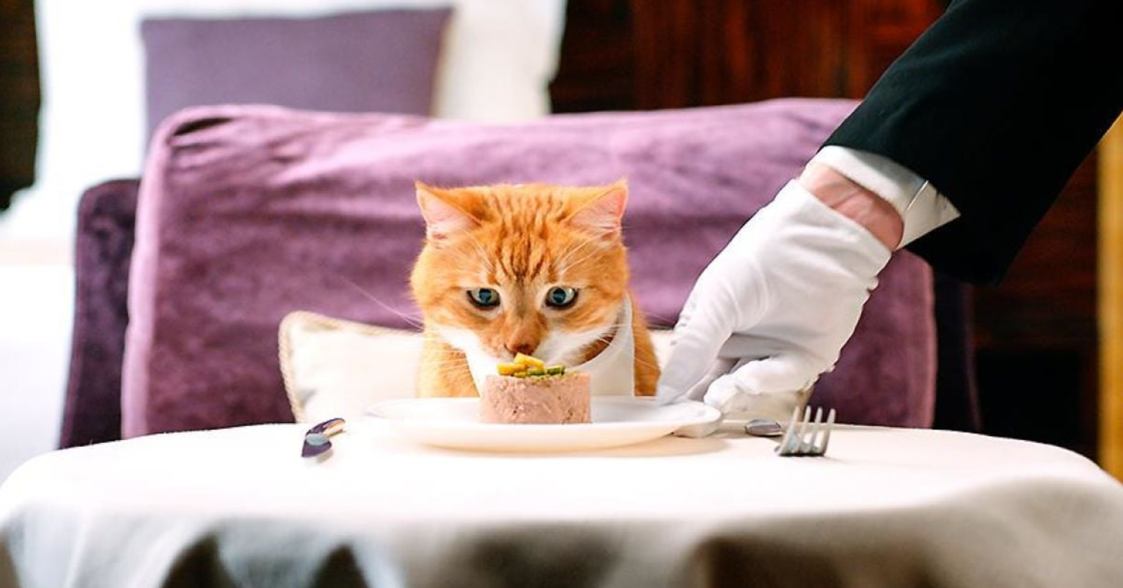 паштети для кошенят паштети для кошенят