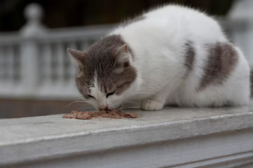консерви для кошенят консерви для кошенят