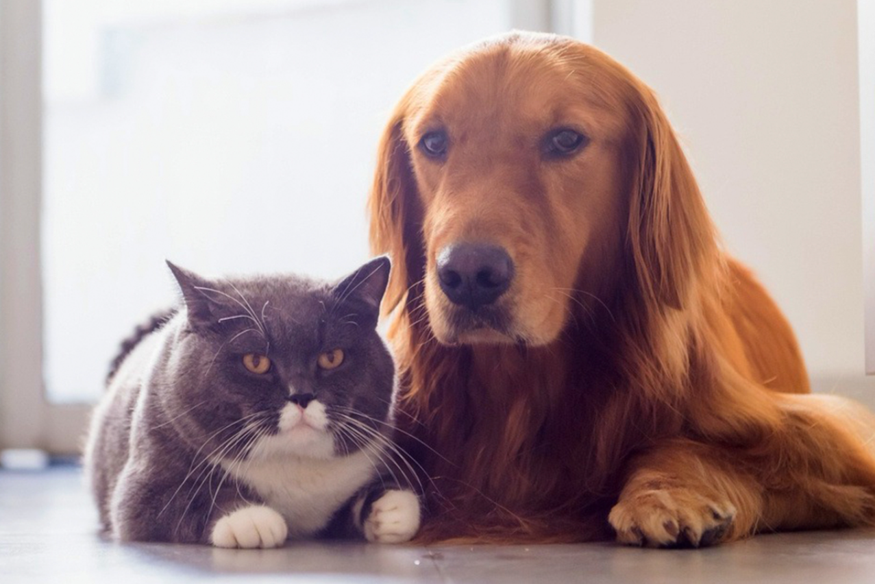 симпарика для котів