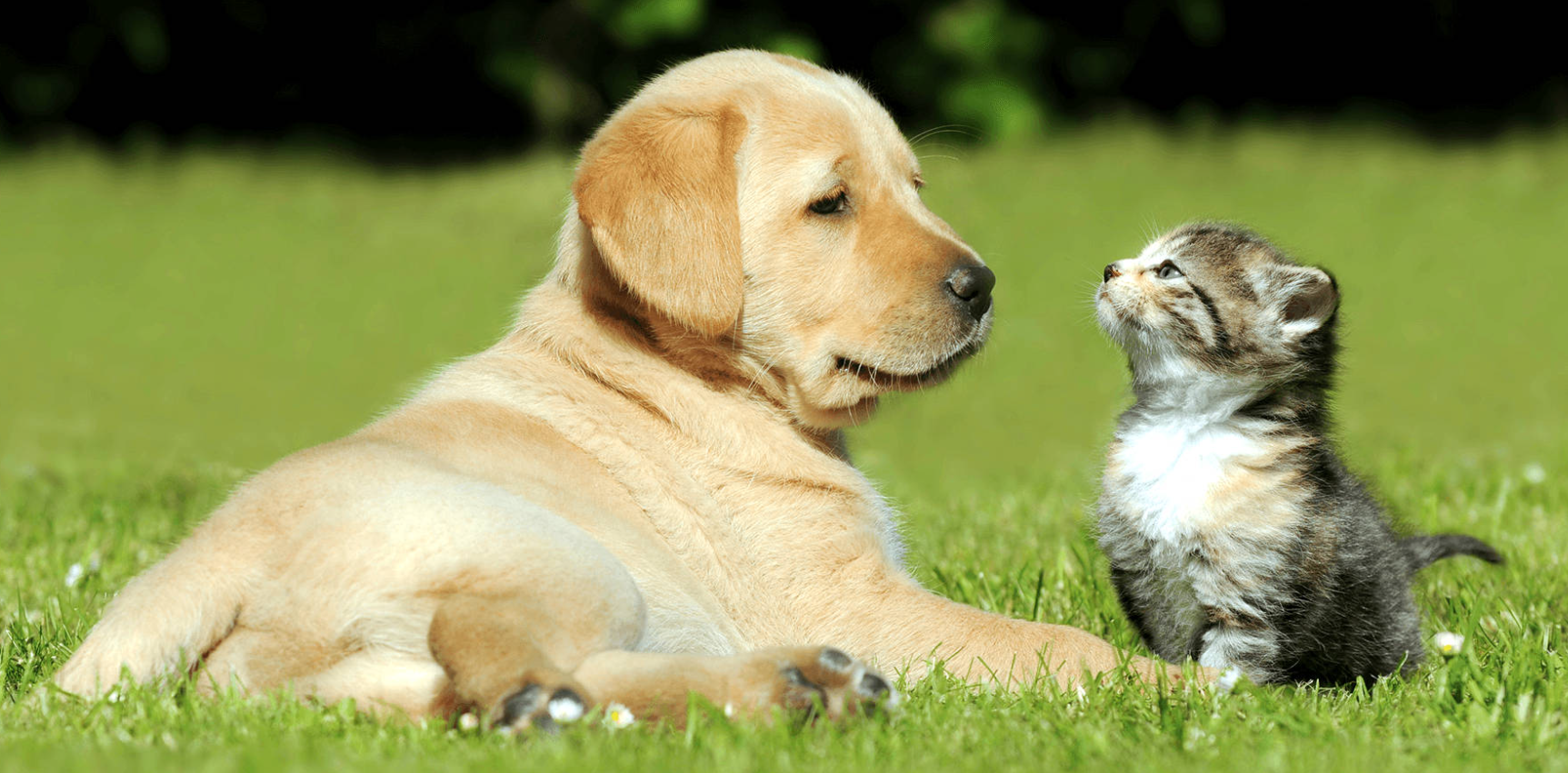 препарат від бліх для котів