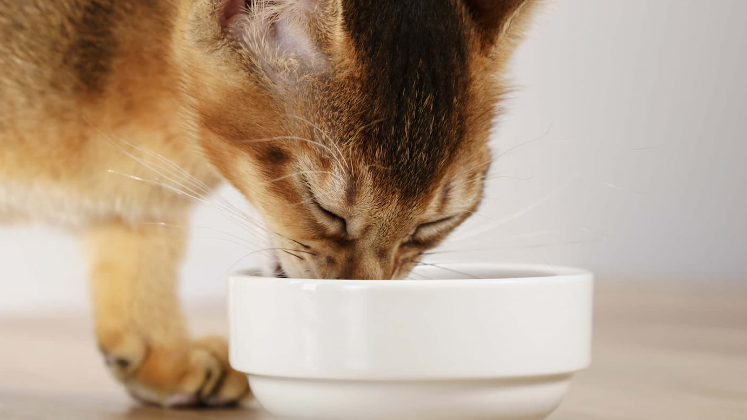 рейтинг гіпоалергенних кормів для котів