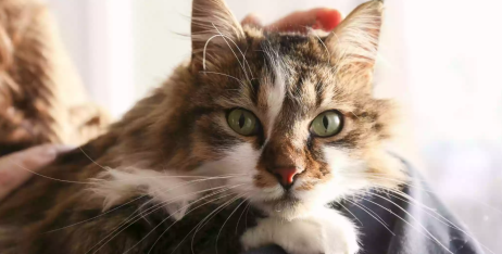 Чим годувати котів з чутливим травленням