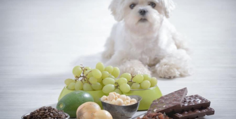 Які ласощі шкідливі для собак? Чорний список продуктів