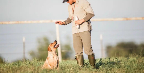 Як використовувати ласощі для дресирування: поради кінологу