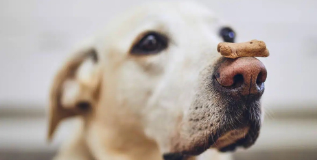 Як часто можна давати собаці ласощі? Поради ветеринарів