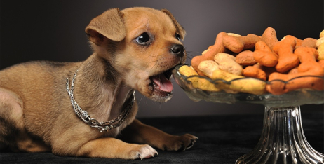 Ласощі для щенят: що можна і чого уникати?