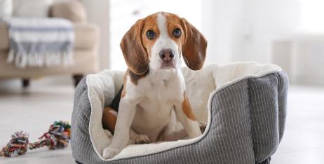 Лежанки та будиночки Chloe's Home: як вибрати потрібну модель?