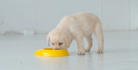 Nature's Protection для цуценят: ідеальне харчування з перших днів життя
