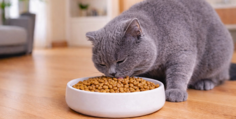 Годування стерилізованих котів: як уникнути набору ваги та проблем з сечовидільною системою