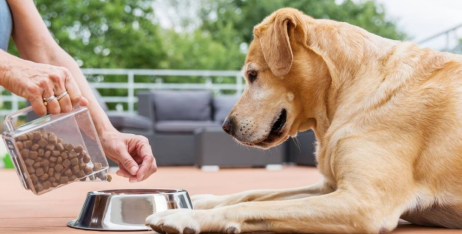 Яка лінійка Nature's Protection підійде вашому собаці? Гід по кормах