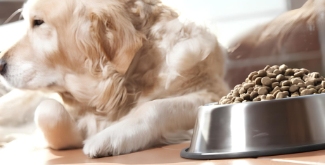 Як зрозуміти, що корм не підходить вашому собаці? Головні ознаки