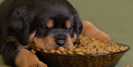 Чи можна годувати цуценя кормом для дорослих собак