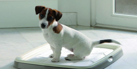 Як привчити цуценя до пелюшки