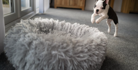 Як вибрати лежанку для собаки