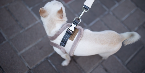 Як вибрати шлейку для собаки
