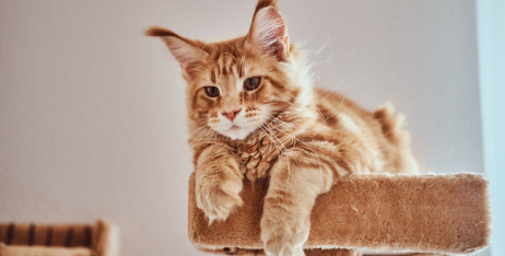 Як доглядати за шерстю кішки