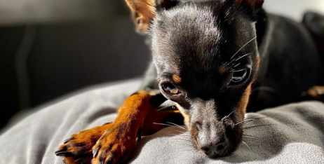 Нашийник або шлейка: що вибрати