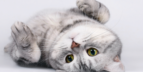 Класи кормів для котів: що вибрати