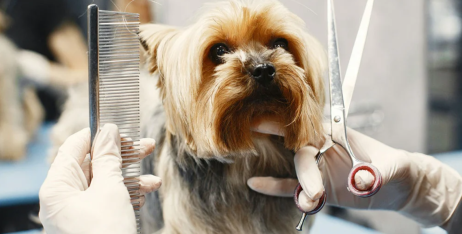 Навіщо потрібний грумінг для собак
