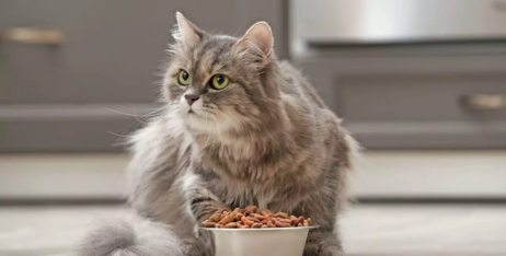 Як привчити дорослу кішку їсти сухий корм