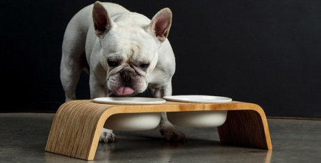 Алергія у собак: підбір гіпоалергенного корму