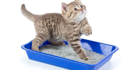Як привчити кота до лотка: 7 універсальних порад