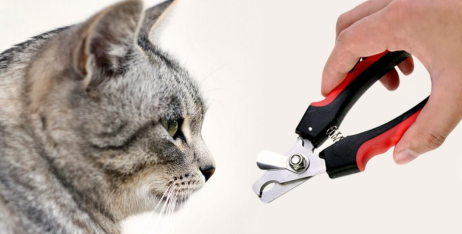 Як правильно стригти кігті коту