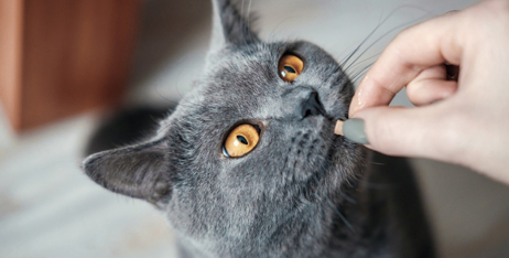 Як дати коту таблетку без зайвого стресу