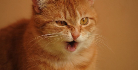Чому кіт чхає: що робити, якщо кішка часто чхає?