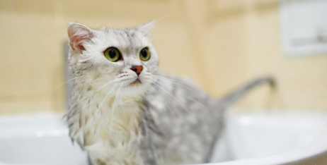 Як купати кота: періодичність та правила купання – уникаємо стресу