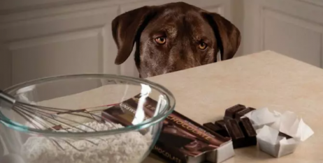 Чому собакам не можна шоколад