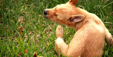 Як і чим вивести бліх у собаки