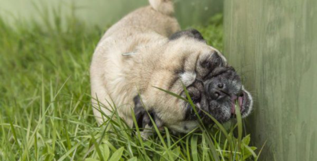 Чому собака їсть траву: розбираємо основні причини