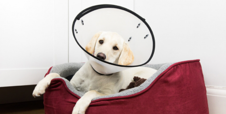 Догляд за собакою після стерилізації