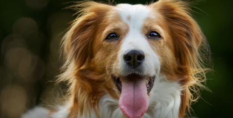 Як безпечно схуднути собаці на 3–5 кг за 2–3 місяці без шкоди для здоров’я?