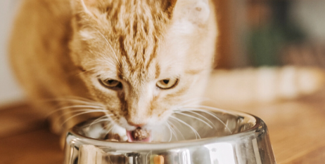 Гіпоалергенний корм для кішок: переваги