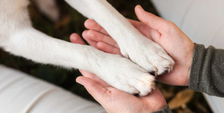 Як доглядати за лапами собаки