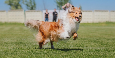 ТОП найкращих ласощів для собак: огляд від зоомагазину BestPet