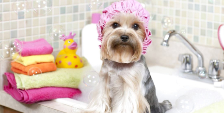 Як часто можна мити собаку