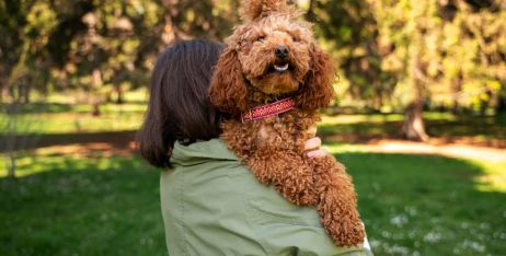 ТОП найрозумніших порід собак